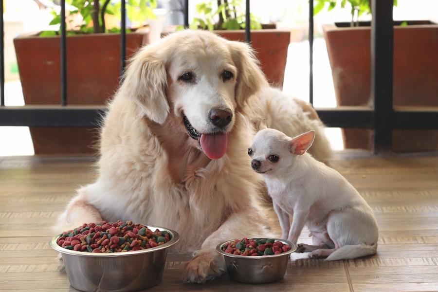 犬の食べ物は何をあげたらよい？愛犬の健康を守りたい飼い主が知りたい食べ物の知識