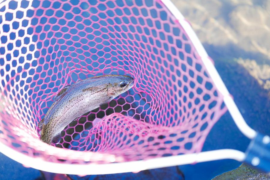 幻のブランド鱒『頂鱒』が美味しい魚ランキングに下剋上？サーモンとトラウトの線引きを曖昧にする高級川魚