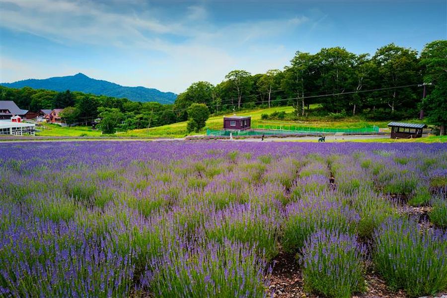 たんばらラベンダーパーク