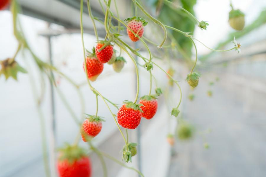果実の里 原田農園