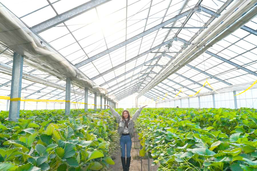 失敗知らずのいちご狩り！