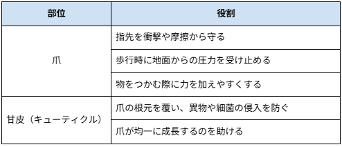 爪と甘皮の役割