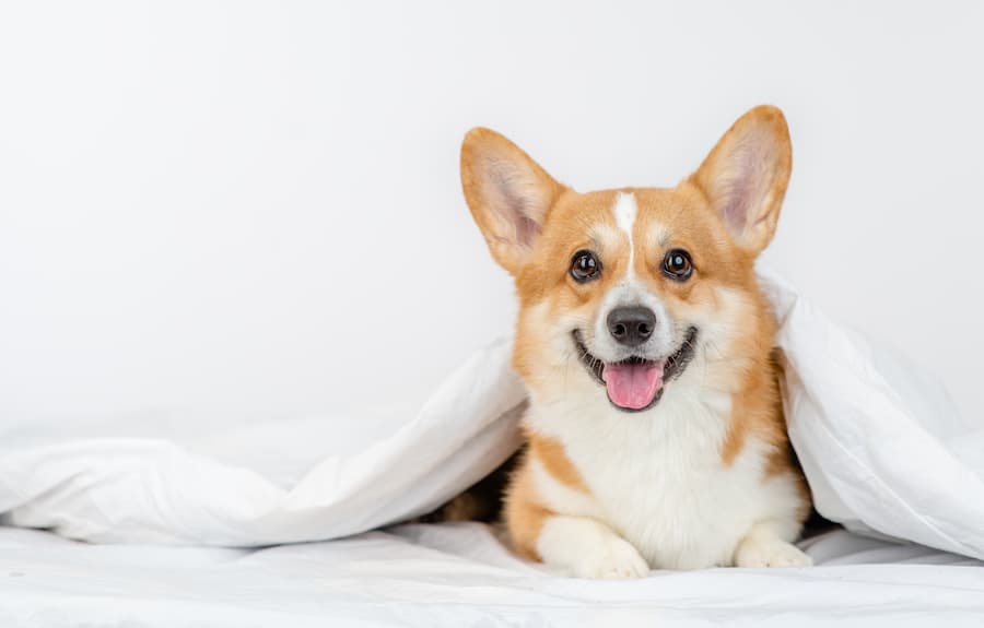 犬用サプリメントとは?サプリの種類や使い方、選ぶときの注意点