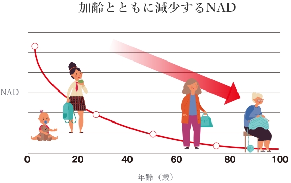 加齢とともに減少するNAD