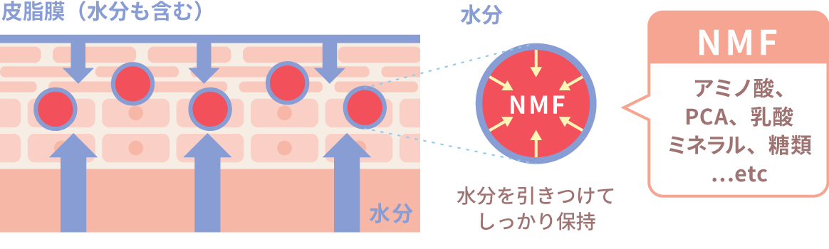 天然保湿因子（NMF）