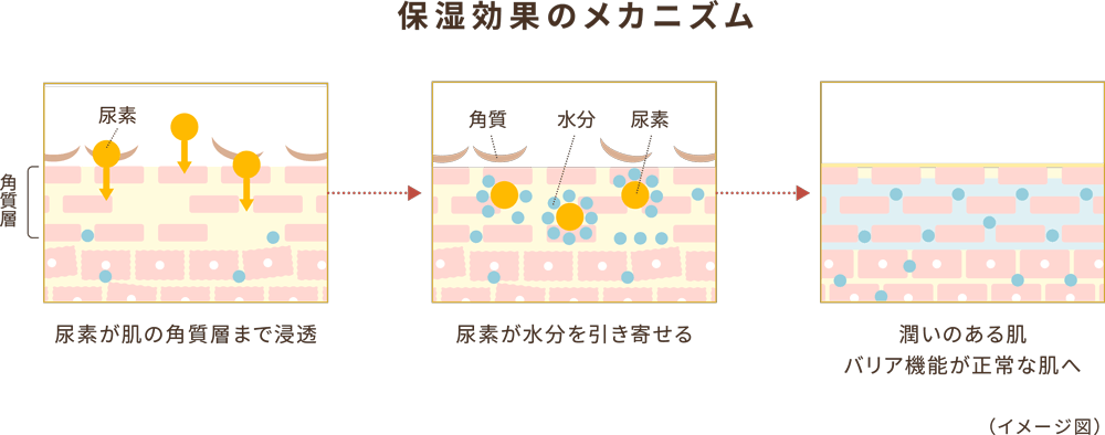 尿素のチカラ