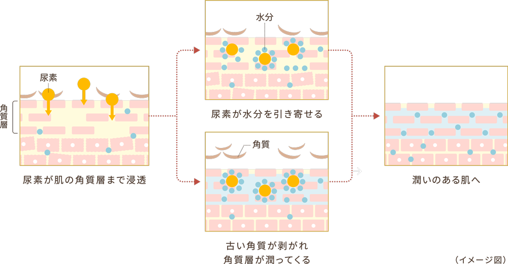 尿素とは？