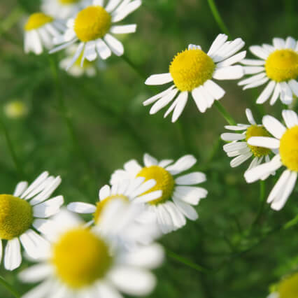 カミツレ花油（ビサボロール）