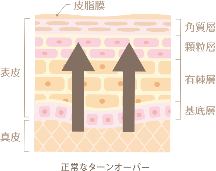 正常なターンオーバー