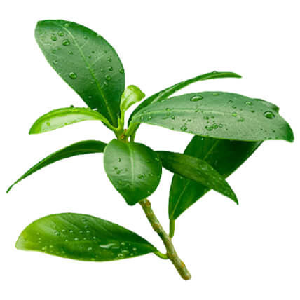 カンゾウ根エキス※6