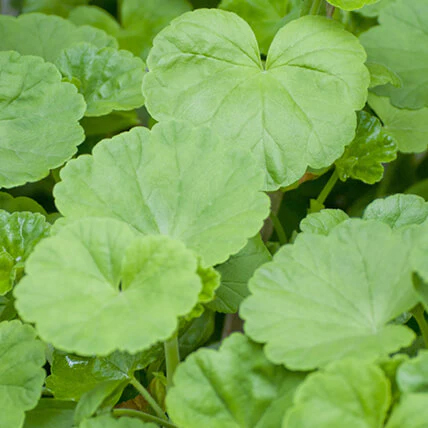 CICA（ツボクサエキス）