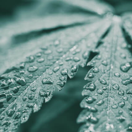 CBD（カンナビジオール）