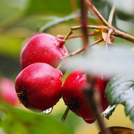 サンザシエキス※8