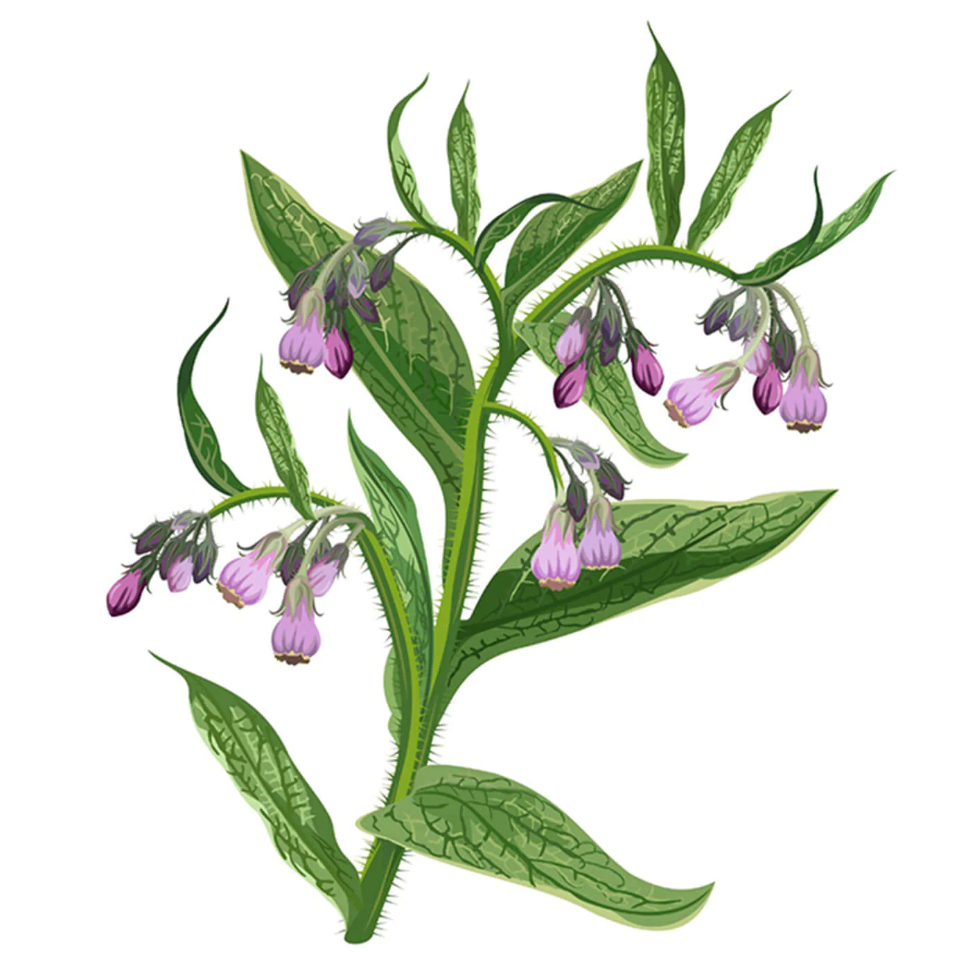 アラントイン※10