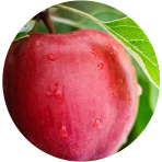 エイジングケア成分 リンゴ果実培養細胞エキス