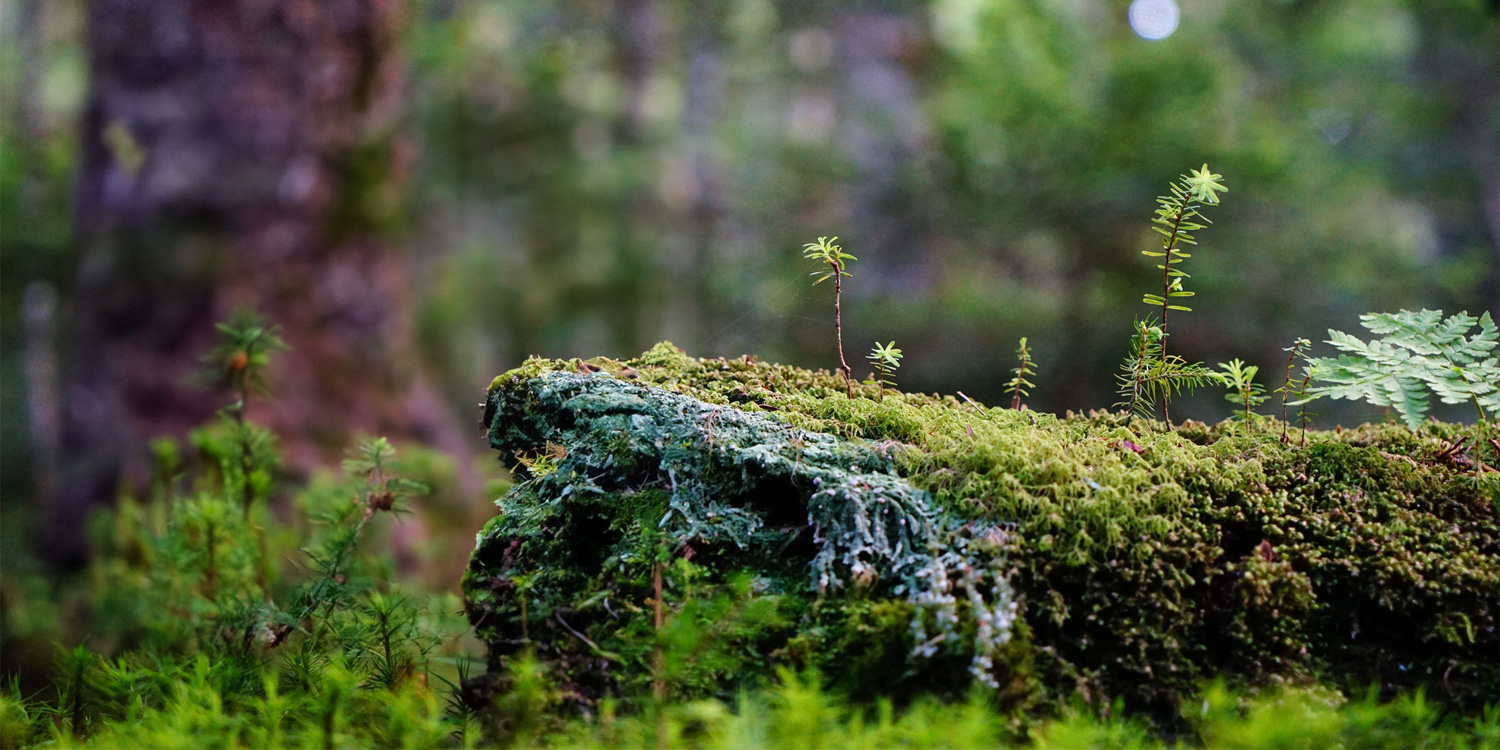 ニキビにこだわる