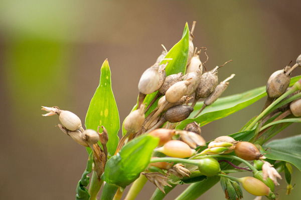 ヨクイニンエキス