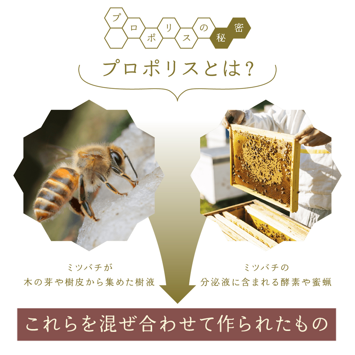 プレミアムクラス プロポリス 100粒※定期 100粒