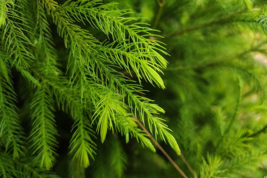 花粉症の原因は?発症の原因や症状を引き起こす原因、原因となる植物など花粉症の「原因」を徹底解説!