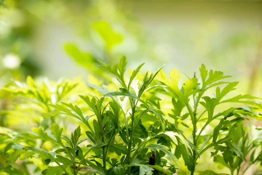 花粉対策で注意したい植物はどんな種類がある?それぞれの特徴や生息地、花粉が飛びやすい季節や対策方法を解説