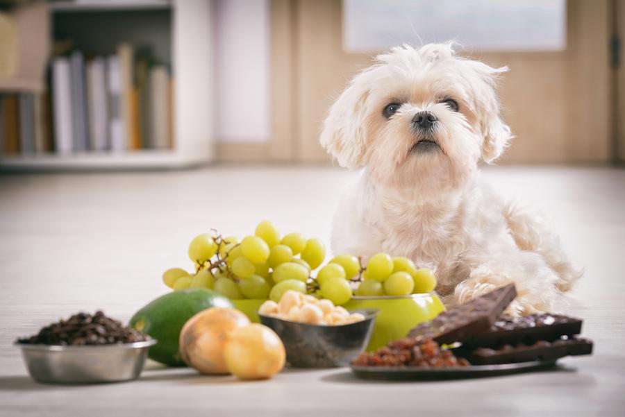 犬が食べてはいけない「ダメな食べ物」とは?愛犬の健康を守るための飼い主の基礎知識