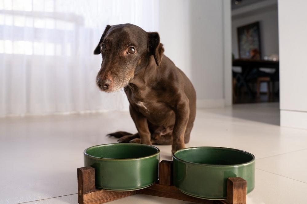 犬がご飯を食べない…ドッグフードの食いつきが悪い原因は?愛犬の気持ちに寄り添いながら対処法を見つけましょう