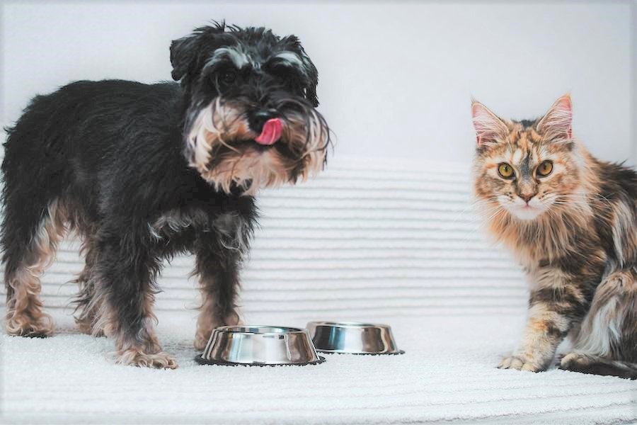 ドッグフードの無添加とオーガニックの違いとは?魅力だけでなく、注意点も知って選び方を身につけよう