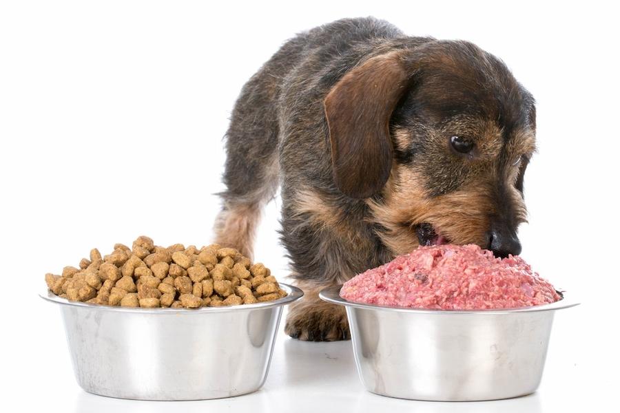 【愛犬にあげたいお肉.vol2】豚肉のメリットとおすすめ部位は?適量・栄養価比較・手作りごはんレシピを紹介