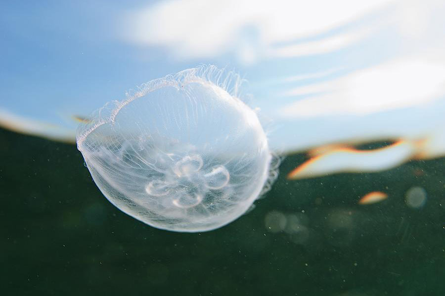 海でクラゲに刺されたら？すぐできるかゆみや炎症への対処法。地域別に生息するクラゲの種類もチェック！