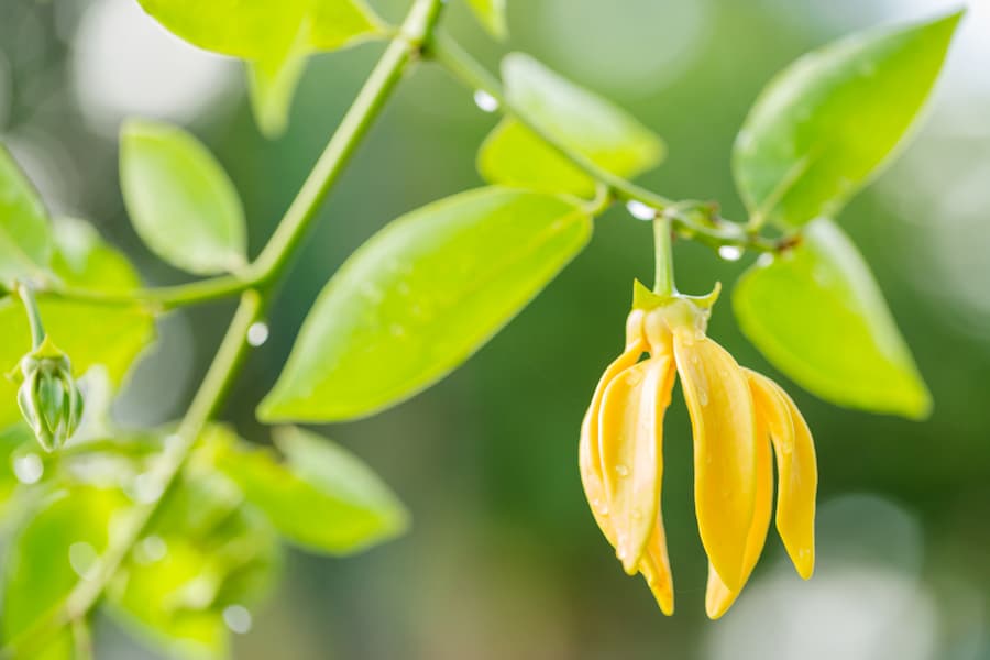季節の変わり目、乱れがちな自律神経…アロマテラピーで「ととのえる」リラックス術。あなたの好きな香りはどれ？