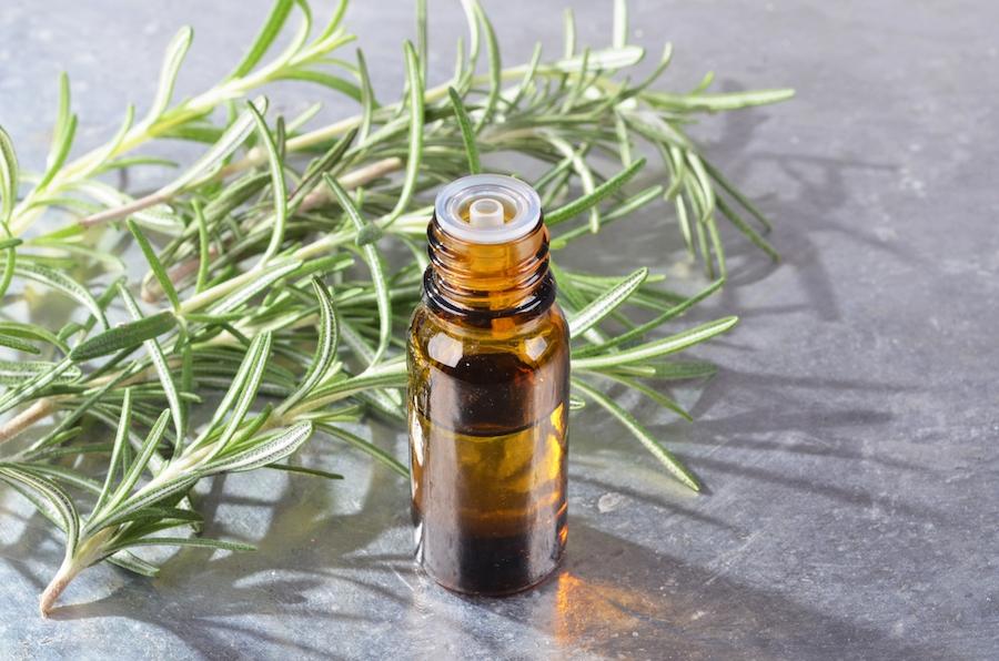 【どこよりも詳しい精油の話・4】ローズマリーの歴史と魅力＜歴史編＞