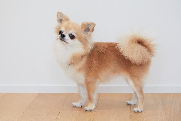 愛犬は散歩だけでは運動不足 ストレッチや筋トレで健康管理 Kowa コーワ ハピネスダイレクト