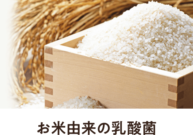 お米由来の乳酸菌