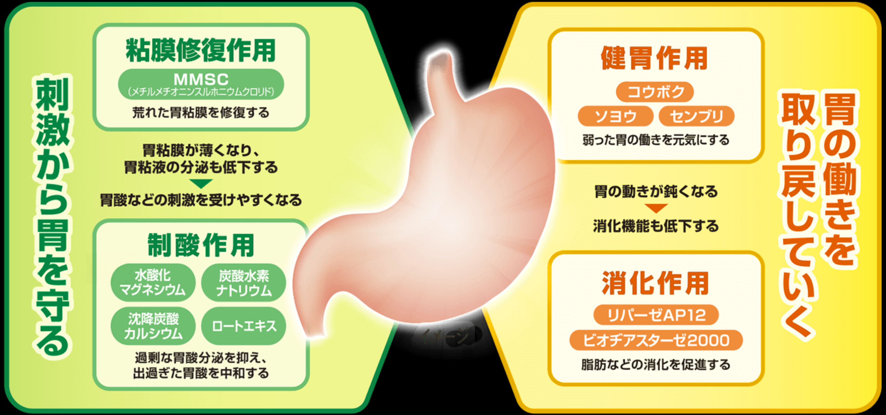 刺激から胃を守る。粘膜修復作用、MMSC（メチルメチオニンスルホニウムクロリド）。荒れた胃粘膜を修復する。胃粘膜が薄くなり、胃粘液の分泌も低下する→胃酸などの刺激を受けやすくなる。制酸作用、NEW 水酸化マグネシウム、炭酸水素ナトリウム、沈降炭酸カルシウム、ロートエキス。過剰な胃酸分泌を抑え、出過ぎた胃酸を中和する。胃の働きを取り戻していく。健胃作用、コウボク、ソヨウ、センブリ、弱った胃の働きを元気にする。胃の動きが鈍くなる→消化機能も低下する。消化作用、リパーゼAP12、ビオチアスターゼ2000、脂肪などの消化を促進する。