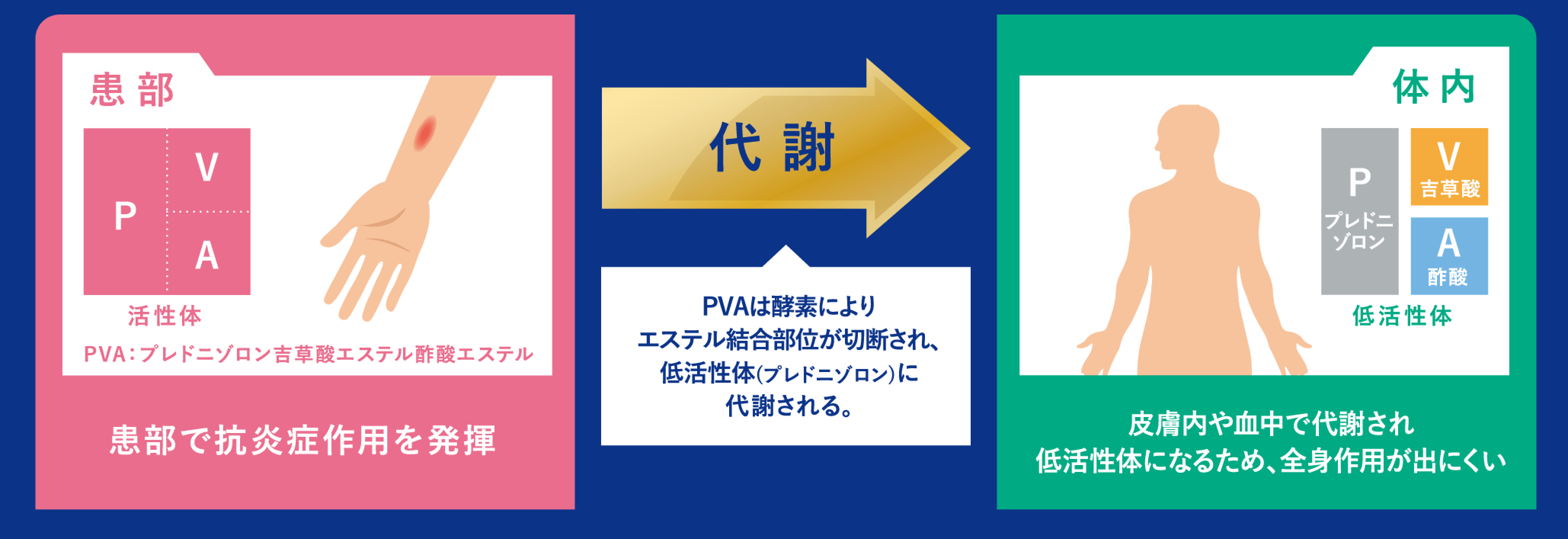 皮膚表面の患部でよく効いた後、体内では分解されて作用がおだやかになります。